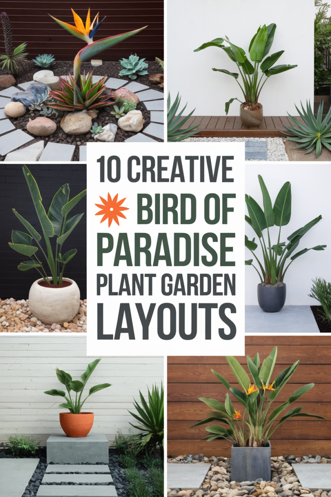 Creative Bird of Paradise Plant Garden Layout Ideas