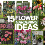 Flower Gardening Ideas