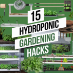 Hydroponic Gardening Hacks