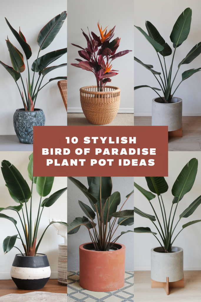 Stylish Bird of Paradise Plant Pot Ideas