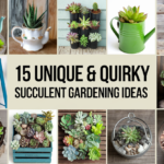 Succulent Gardening Ideas