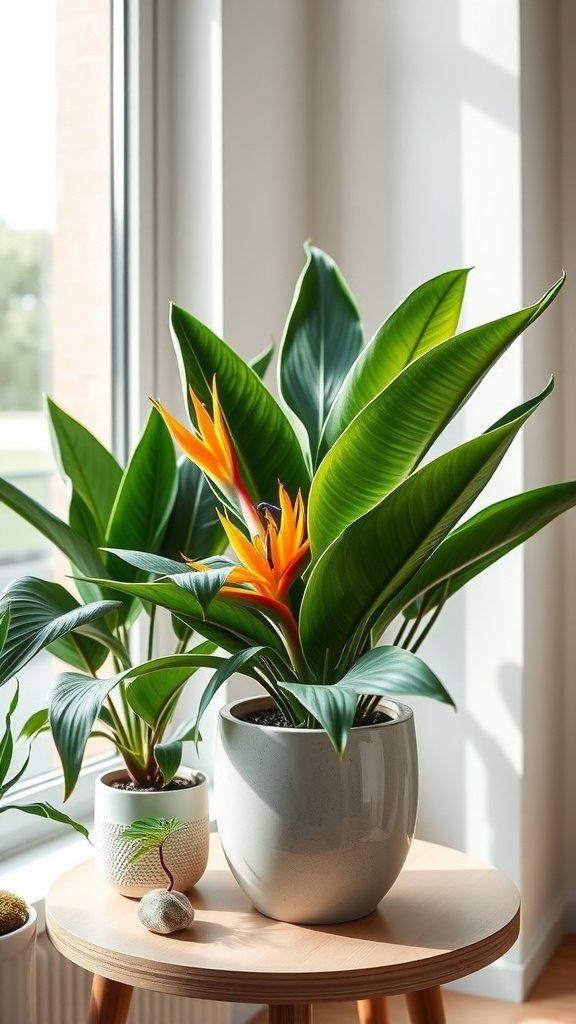 Stylish Bird of Paradise plants in modern ceramic pots on a wooden table near a window.