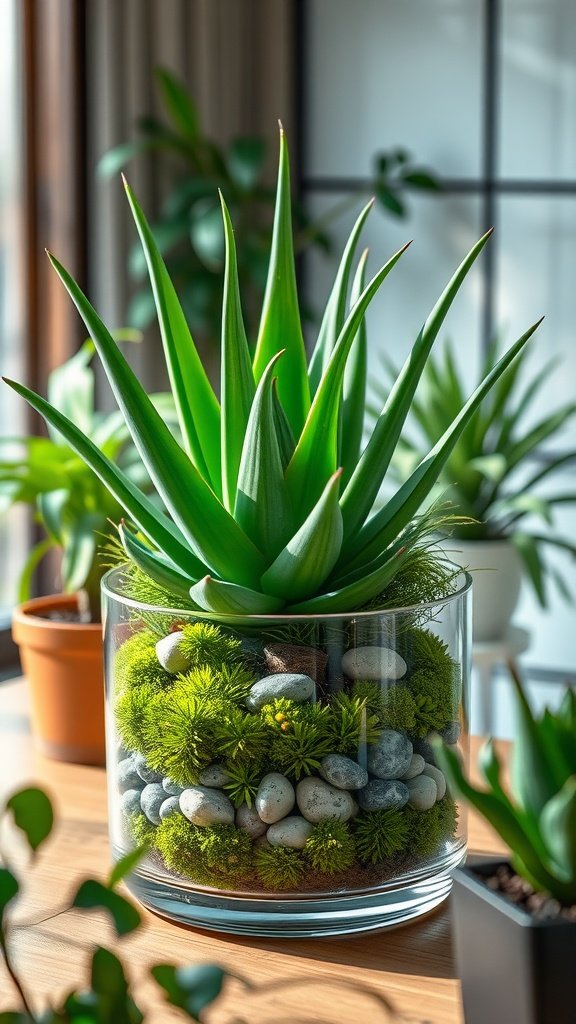 Aloe vera plant in a glass terrarium with moss and decorative stones